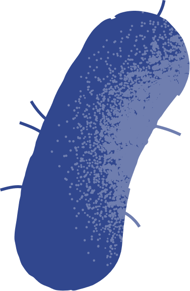 Illustration of a bacteria